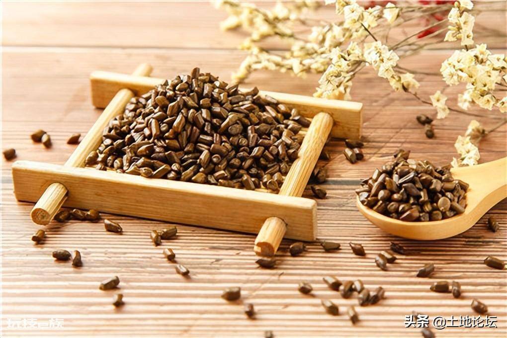 亩效益过万的一年生药材(农村一年种一年收的药材有哪些)-图片3